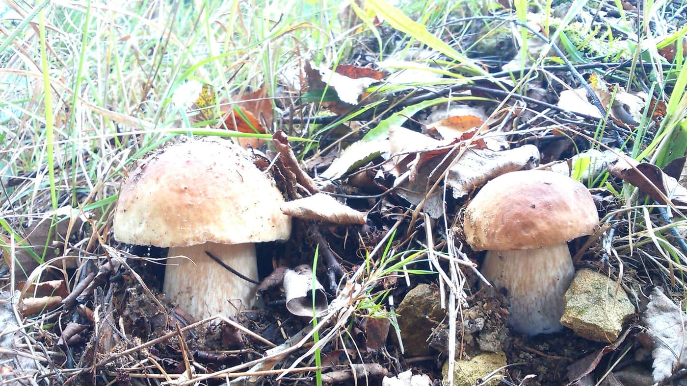 Hřiby smrkové (Boletus edulis) v borovém lese — ilustrace druhu nejcennějšího v přímořských lesích