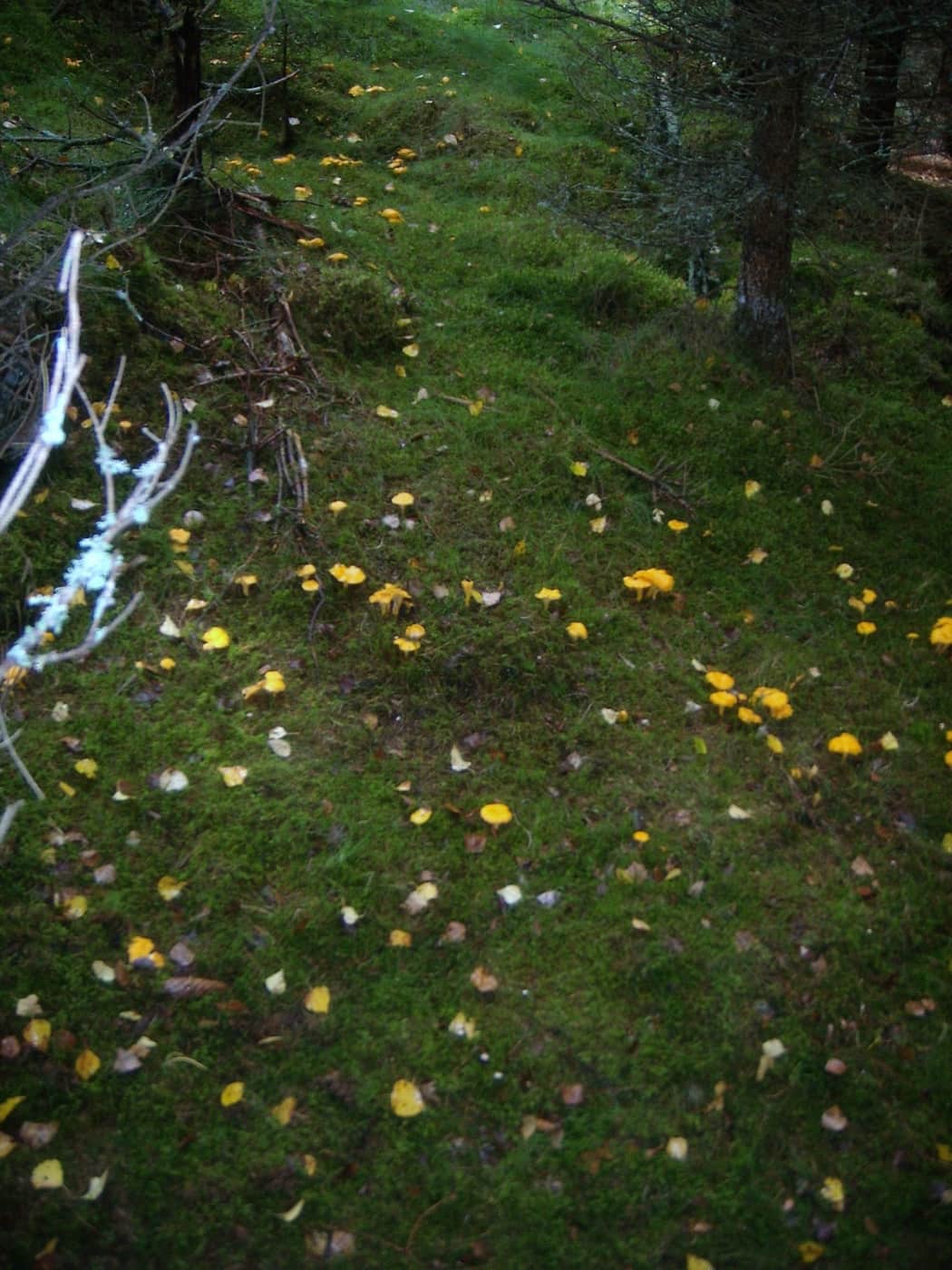 Lišky obecné (Cantharellus cibarius) v lese — žluté nálevkovité houby, charakteristický druh borových lesů