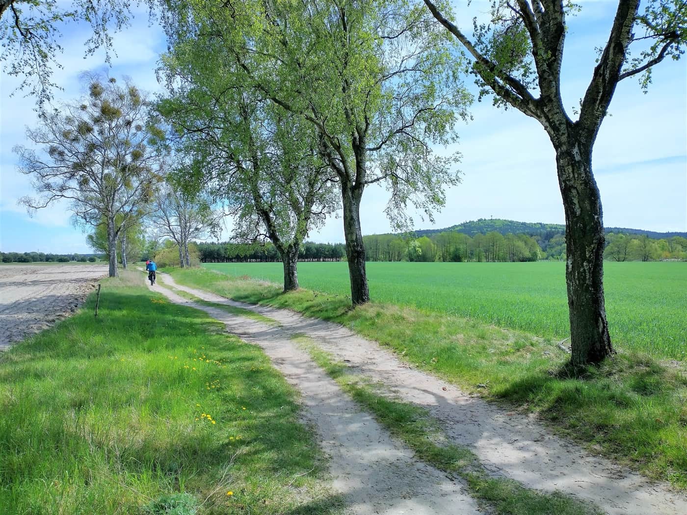 Leśna droga przez sosnowy bór w okolicach Smołdzina w Słowińskim Parku Narodowym