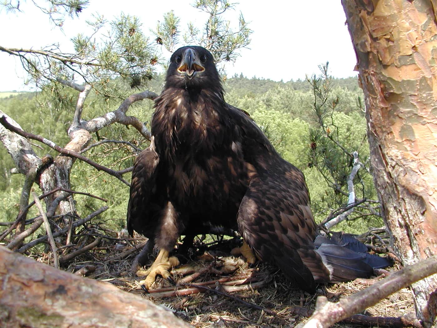 Der Seeadler — ein Adler, dem man in der Umgebung des Parks begegnen kann